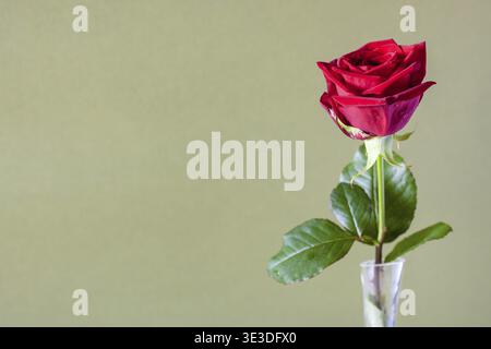 Horizontal still life with copy space single fresh red rose blossom in glass vase with olive-coloured paper background (focus on the blossom) Stock Photo