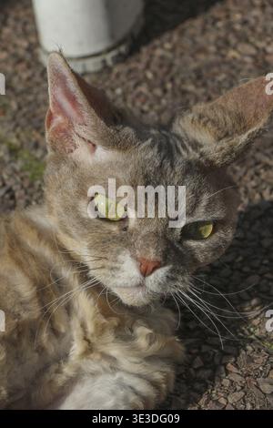 Portrait of a cat looking at the camera, outdoors in sunlight, lying on the ground enjoying the sun, pedigree cat, name: Minnie, breed: Devon Rex, fem Stock Photo