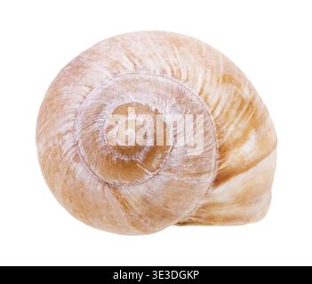 Helix shell of a land snail on a white background Stock Photo