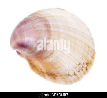 Brown and purple mussel shell against white background Stock Photo