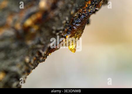 Golden sap drips from rough tree bark. Close-up highlights rich amber color and texture. Perfect for nature, forestry, or wellness themes. Ideal for b Stock Photo