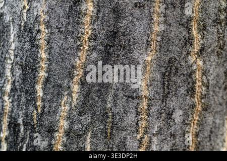 Close-up of walnut tree bark with vertical lines and textured gray surface. Natural roughness highlights organic patterns. Ideal for backgrounds or na Stock Photo