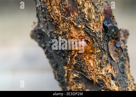 Close-up of tree bark with amber sap oozing from a wound. Rough, cracked texture contrasts with glossy, golden sap. Natural, organic detail highlights Stock Photo