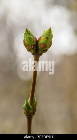 Close-up of fresh green buds on a slender branch. Soft, blurred background suggests early spring awakening. Tiny buds tightly closed, hinting at new g Stock Photo