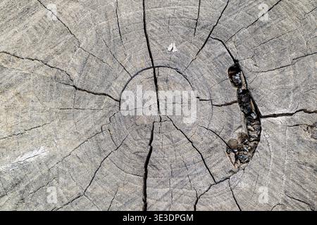 Close-up of weathered tree stump with deep cracks and rough bark texture. Cracks radiate from center like tree rings. Dark, irregular hole visible nea Stock Photo