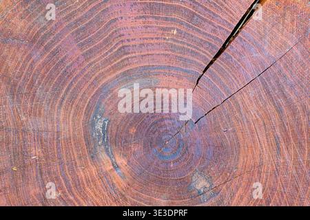 Tree stump cross-section shows colorful concentric rings. Deep cracks split the textured wood surface. Natural patterns suggest aged, weathered growth Stock Photo