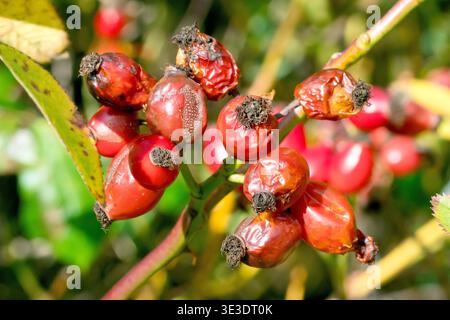 Rose Hips, possibly Dog Rose (rosa canina), close up showing a cluster of the red fruits of the shrub beginning to rot on the plant. Stock Photo