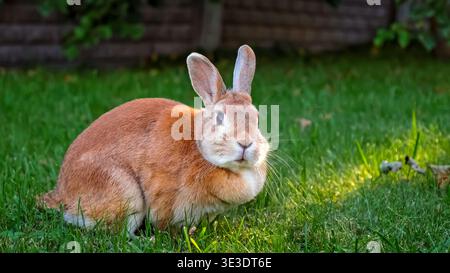 Cute reddish-brown rabbit sitting in green grass with tall ears upright in a garden. Beige Easter Bunny rests on lawn looking at camera close-up side Stock Photo