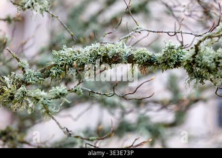 Velvety greenery with soft lichen, thin branches and natural surface at Hornborgasjon in Sweden, organic texture and calm nature background Stock Photo