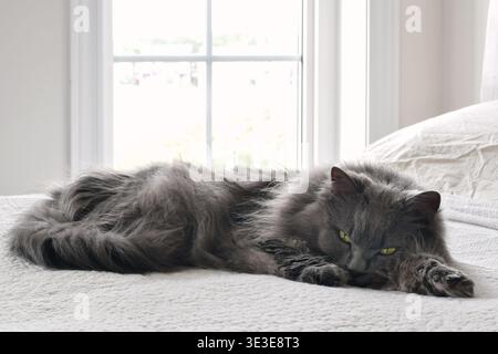 Gray longhaired Chantilly Tiffany cat lying on white bed, softly backlit by window. Cat looks directly at the camera, with its silky coat and relaxed Stock Photo