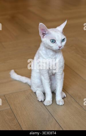 White Devon Rex cat sitting calmly on hardwood floor indoors. The image highlights breed distinctive curly coat, large ears and blue eyes in home sett Stock Photo