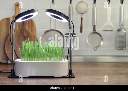 Barley sprout in a ceramic flower pot under a phytolamp on the kitchen table. Growing plants at home. Stock Photo