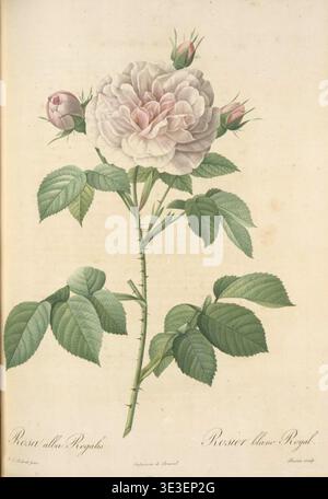 Pierre-Joseph Redouté - Pink Roses in a Vase - 1838 Stock Photo