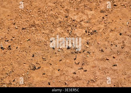 Dry Cracked Trail Soil With Small Pebbles And Scattered Debris On A Sunlit Path. Stock Photo