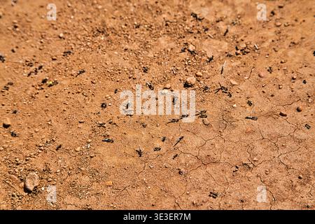 Dry Cracked Reddish-Brown Trail Soil With Small Pebbles And Sparse Organic Debris. Stock Photo