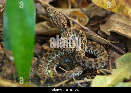 Dry forest Hognosed Pitviper (Porthidium ophryomegas) on forest floor, Guanacaste, Costa Rica. Stock Photo