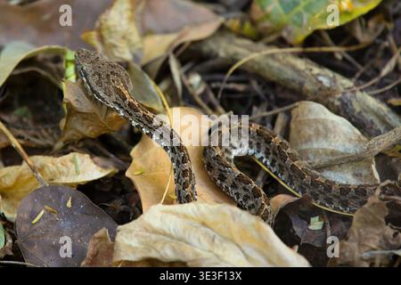 Dry forest Hognosed Pitviper (Porthidium ophryomegas) on forest floor, Guanacaste, Costa Rica. Stock Photo