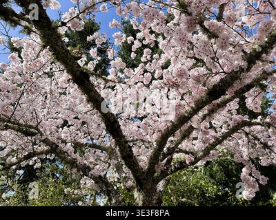 Cherry blossoms on a tree in springtime, as seen from underneath tree. Stock Photo
