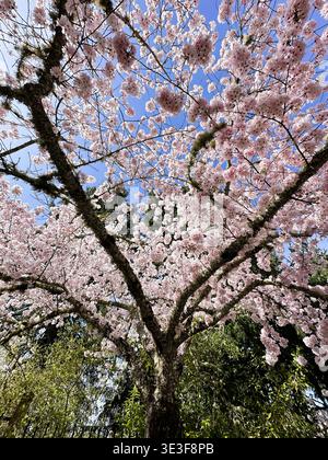 Cherry blossoms on a tree in springtime, as seen from underneath tree. Stock Photo