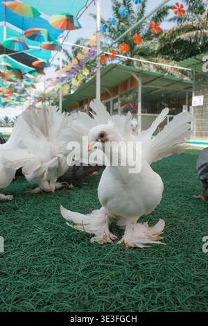 White domestic pigeon stands on green turf. Feathers spread wide in festive setting. Colorful umbrellas hang overhead. Bright decorations dot the back Stock Photo