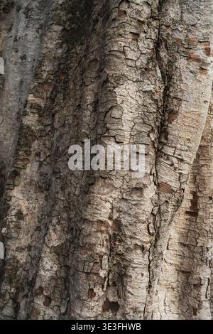 Natural Tree Bark Texture with Detailed Organic Patterns Stock Photo