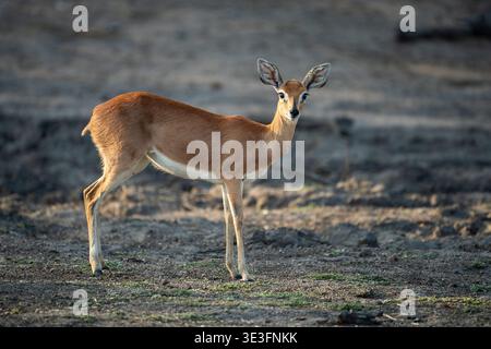 Steenbok, Raphicerus campestris, Manyeleti Game Reserve, South Africa Stock Photo