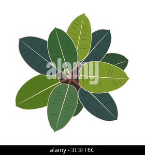 Rubber plant seen from above with large leaves  Stock Vector