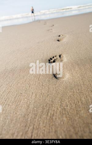 Footprints in the sand on the beach Stock Photo