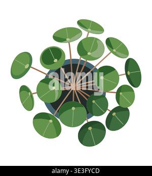 A Pilea peperomioides Chinese money plant top view Stock Vector