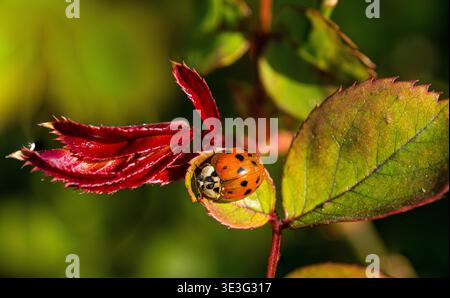 A harlequin ladybird on a rose leaf Stock Photo