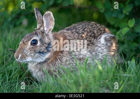 Wild rabbit sitting in green grass in its natural habitat, side view wildlife scene. Stock Photo