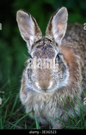 Cute wild bunny in grass looking directly at the camera, springtime wildlife portrait Stock Photo