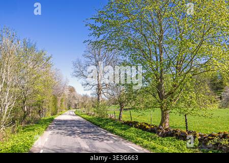 Country road in a beautiful budding spring landscape a sunny day in the countryside Stock Photo