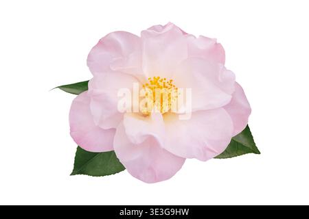 Semi-double light pink Camellia japonica flower with yellow stamens and green leaves isolated on white background. Elegant ornamental garden bloom wit Stock Photo