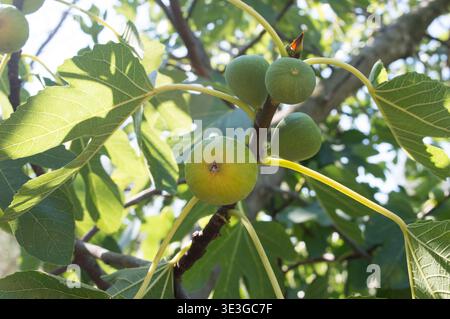 Ripe figs on the tree with dripping nectar, Ficus carica, organic cultivation taken in Dalmatia, Croatia Stock Photo