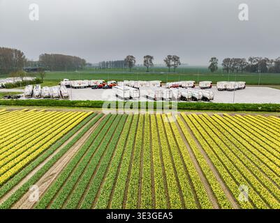 Benningbroek, Netherlands - 26 April 2025: Aerial view of vibrant tulip fields juxtaposed against a fleet of parked trucks under a soft, overcast sky. Stock Photo