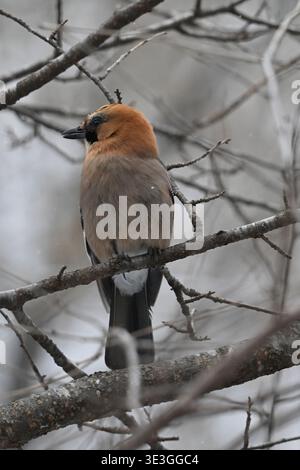 Eurasian jay perched in tree,Hokkaido,Japan. Stock Photo