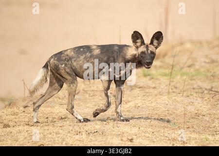 African wild dog running in a dry river bed, Lycaon pictus, North Luangwa National Park, Zambia Stock Photo