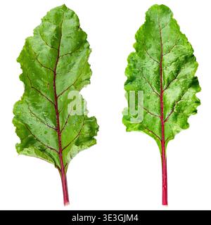 Two vibrant green beet tops with prominent red veins and stems. Fresh organic chard or beetroot leaves from a garden, showing natural texture and wate Stock Photo