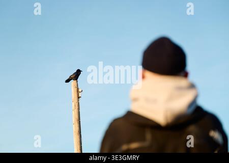 Person observing crow perching on wooden pole Stock Photo
