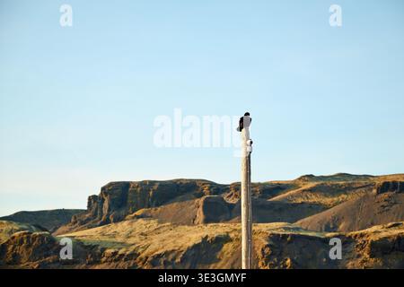 Crow perching on pole watching over remote landscape Stock Photo