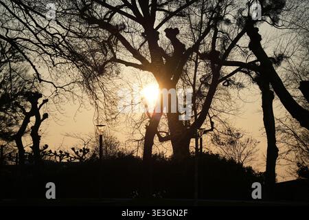 Golden sunset with the sun partially emerging from behind a tree, casting warm light and soft shadows in a peaceful natural landscape. Stock Photo