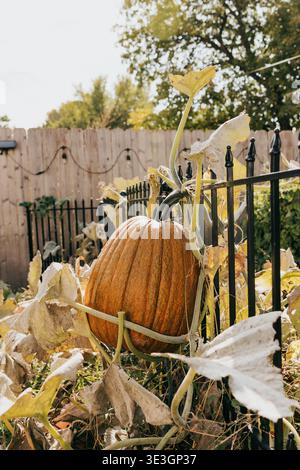 Large pumpkin grows on a vine hanging from backyard garden fence Stock Photo
