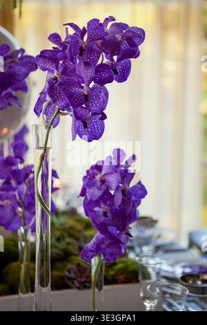 Purple orchid stems in glass vases on wedding reception table. Stock Photo