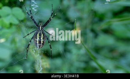 Large wasp spider sitting on a web on a gray background. Argiope Stock Photo