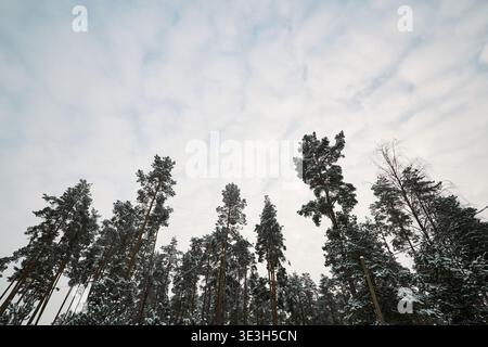 Snow covered pine trees standing tall against cloudy sky in winter forest, branches dusted with fresh snow, treetops reaching upward, tranquil natural landscape, no people visible Stock Photo