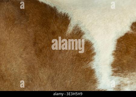Horse Skin, Two tone Brown White animal fur skin hair texture closeup high detail macro shot. Stock Photo