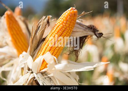 Closeup dried corn cobs in corn field. Corn seeds from agricultural field Stock Photo