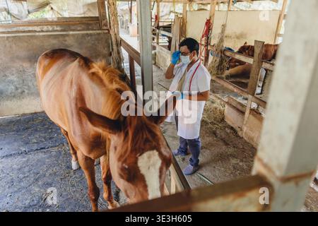 Horse Veterinarian checking Equine Herpesvirus, Vet doctor check monitor horse health at horse stable farm using AI modern technology Stock Photo