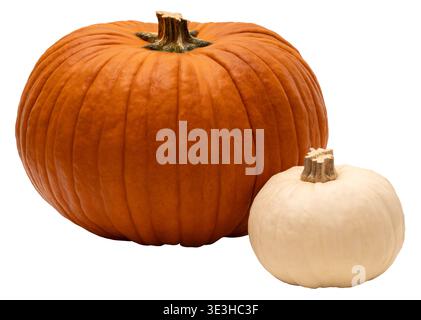 Two pumpkins are placed together on a clear background. One pumpkin is large and orange while the other is small and white. These pumpkins can be used Stock Photo